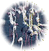 Flamants roses